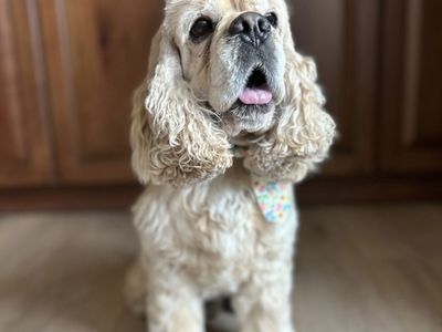Cocker Spaniel male