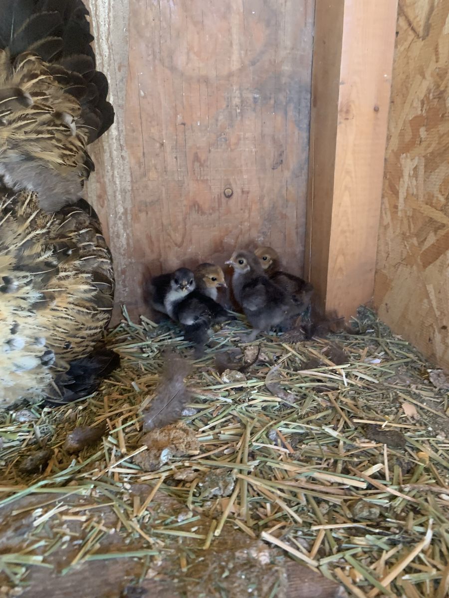 Chicks