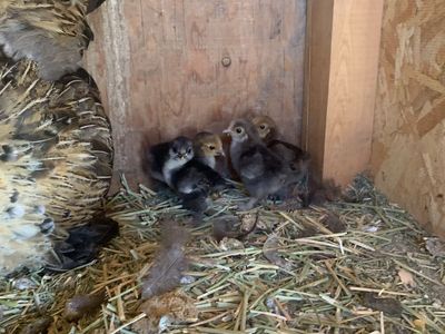 Chicks