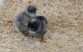 SAPPHIRE GEM CHICKS