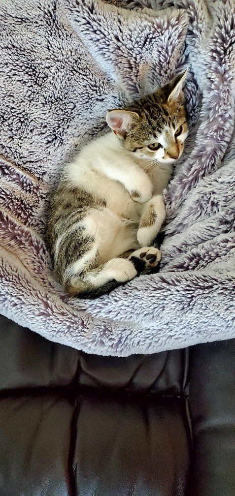 Cute male kitten