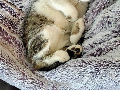 Cute male kitten