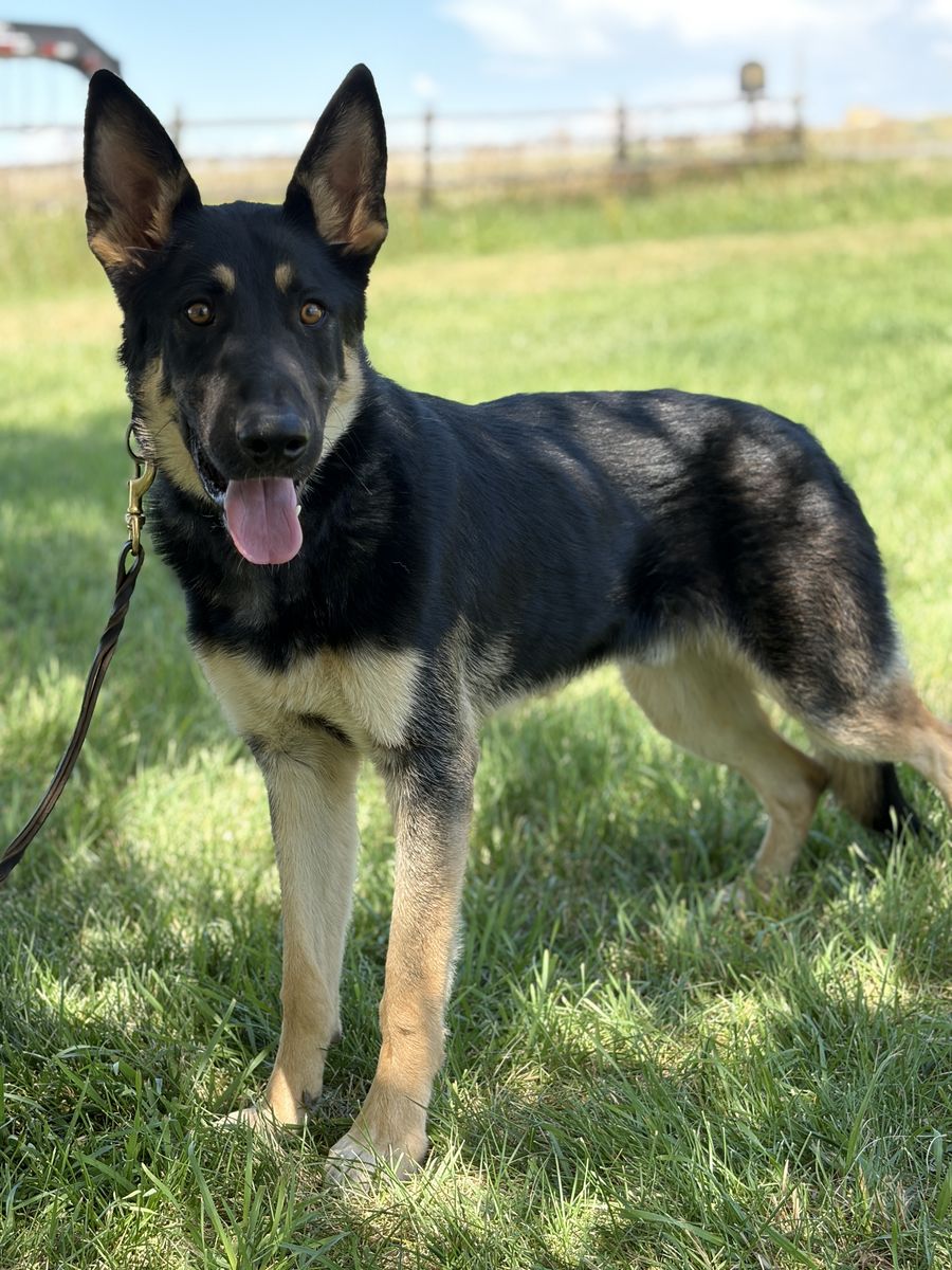 8 month old male GSD