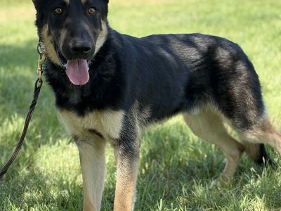 8 month old male GSD