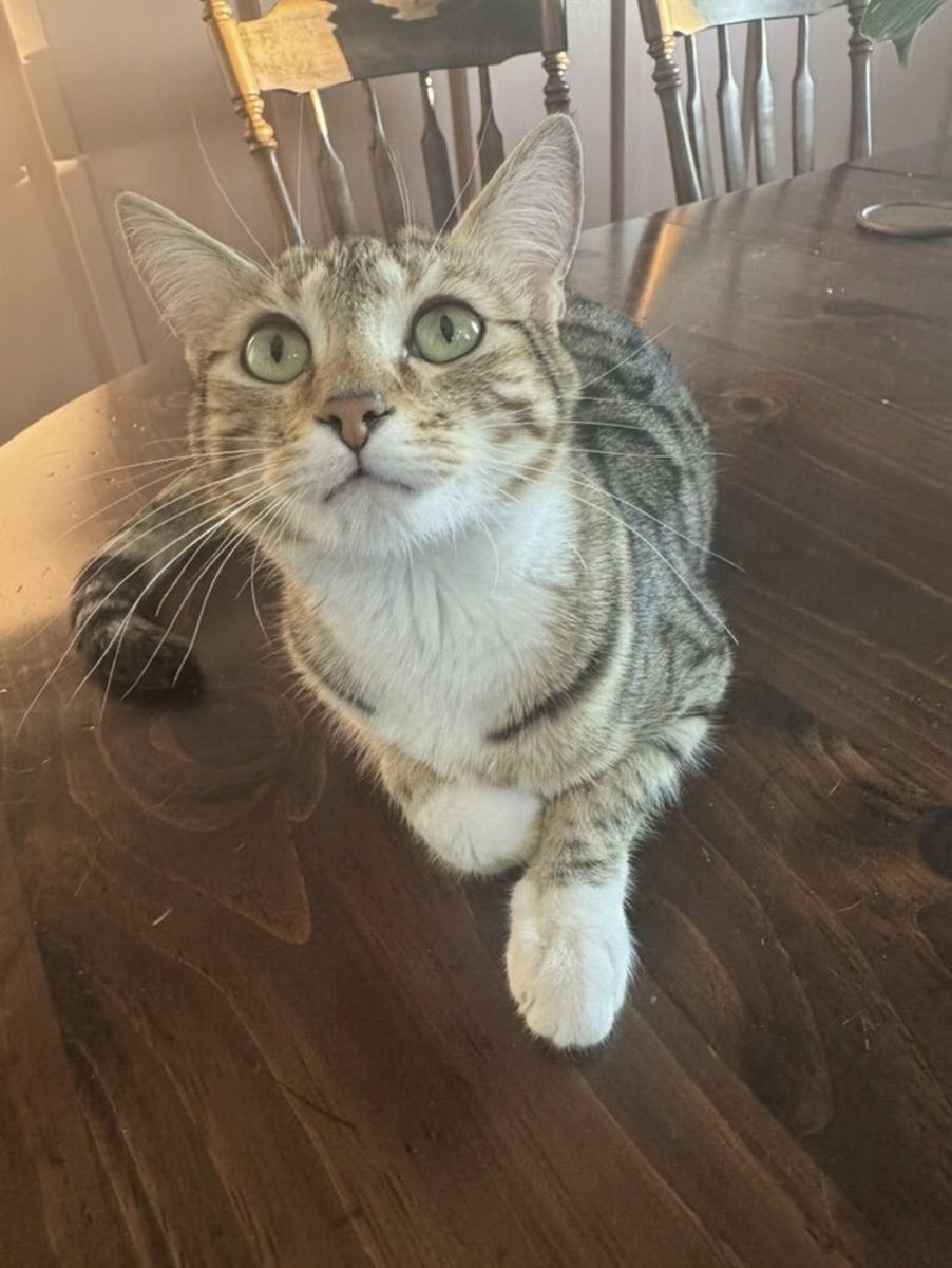 Female Bengal, 2 yrs old
