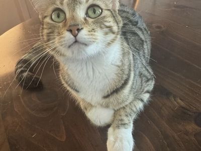 Female Bengal, 2 yrs old