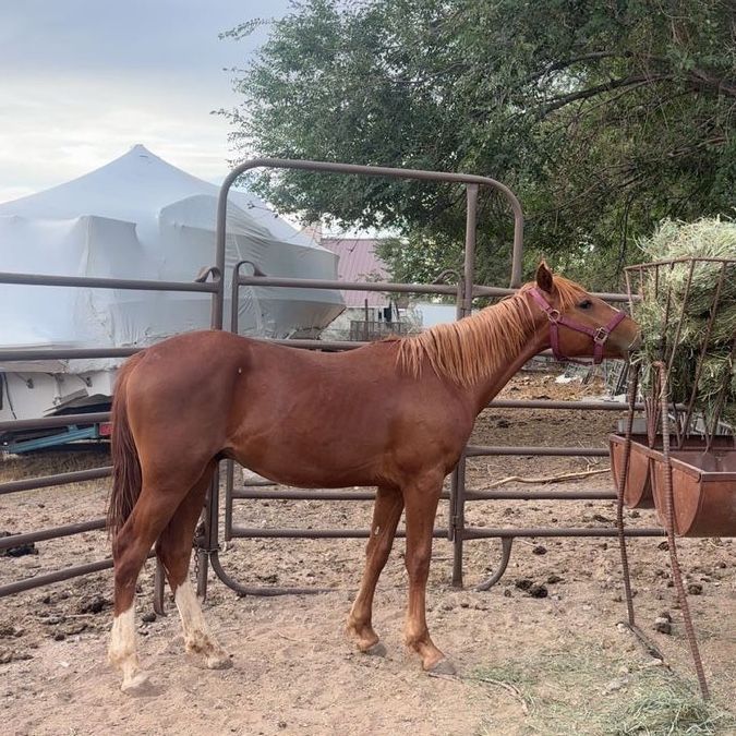 Yearling Colt