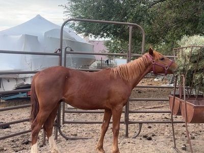Yearling Colt