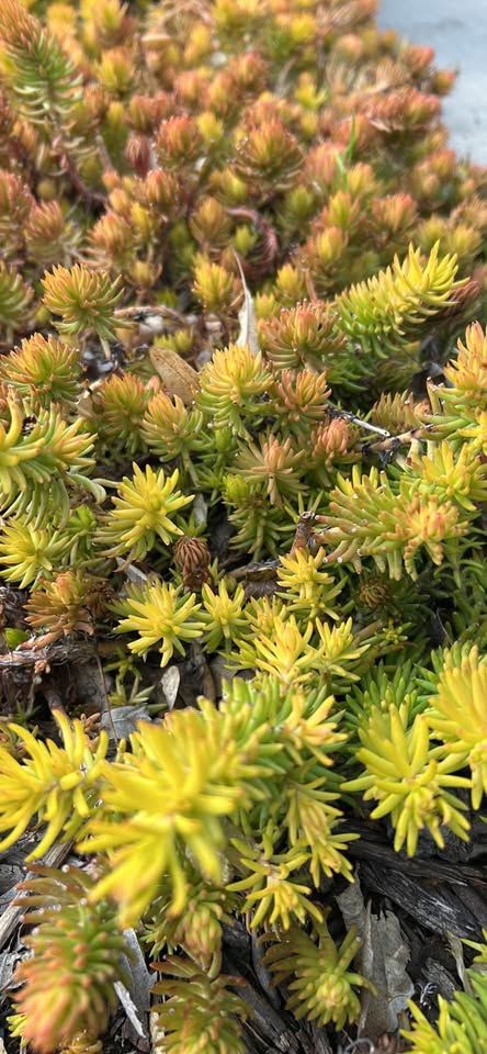 GROUND COVER 4 TYPES 5 in SQUARES FOR $5