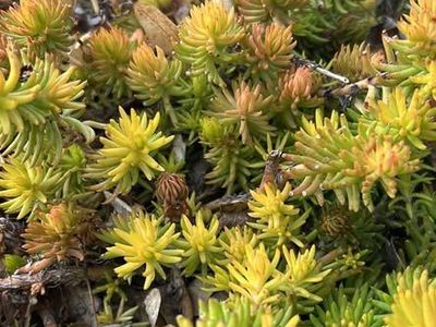GROUND COVER 4 TYPES 5 in SQUARES FOR $5