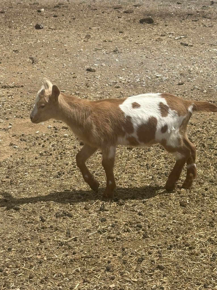 Oberhasli Alpine Buckling