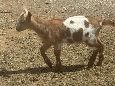 Oberhasli Alpine Buckling