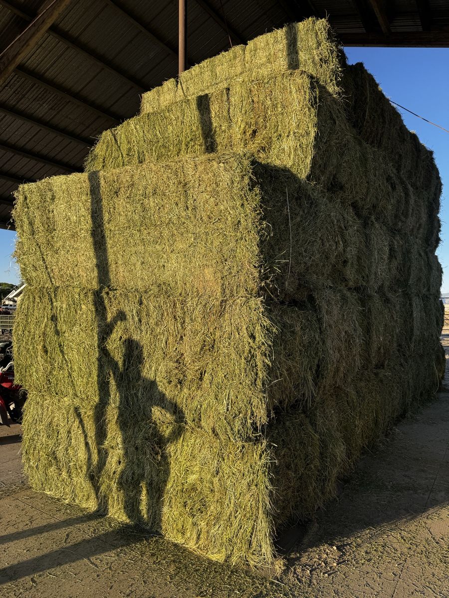 3x3 alfalfa 800 pound bales.