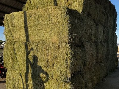 3x3 alfalfa 800 pound bales.