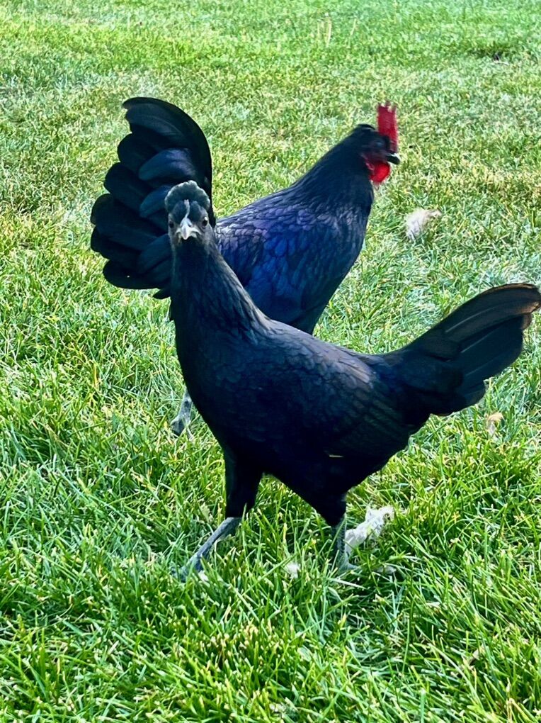 Bantam Hen, Pullet, Rooster