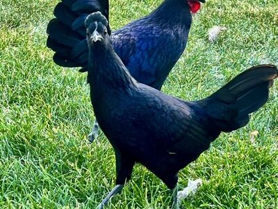 Bantam Hen, Pullet, Rooster