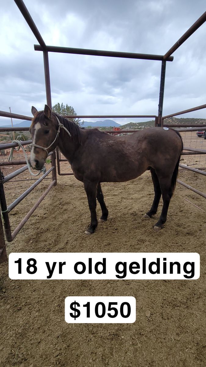 Pole horse