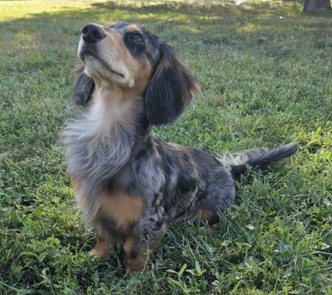 AKC Dachshund Stud