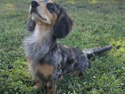 AKC Dachshund Stud
