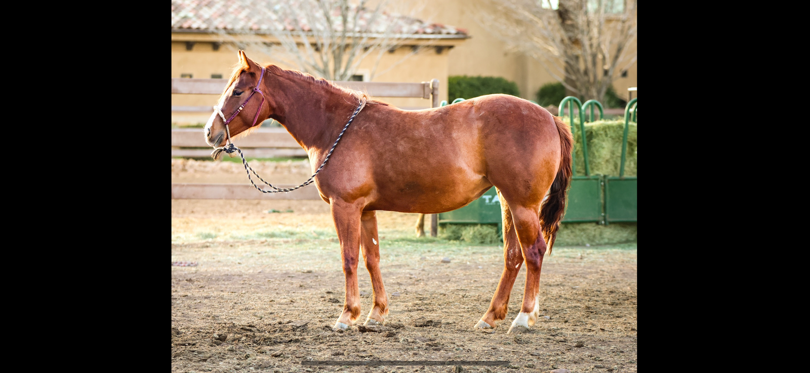 2024 AQHA Reining breed mare