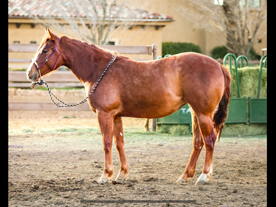 2024 AQHA Reining breed mare