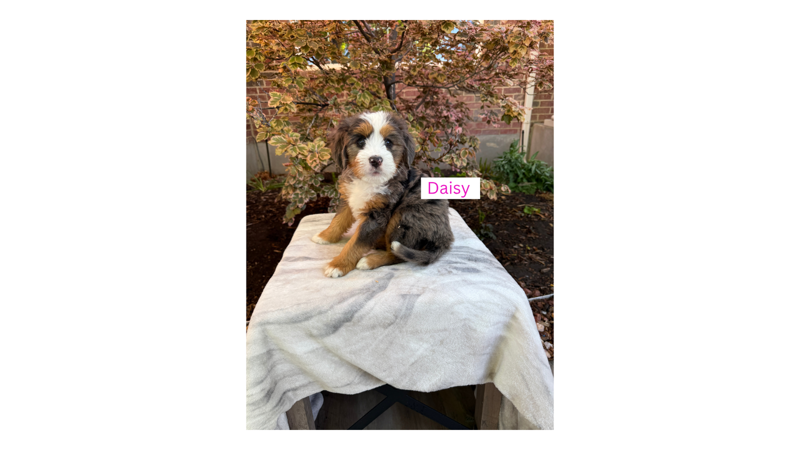Merle and Traditional Tricolor Bernedoodle Guardianships