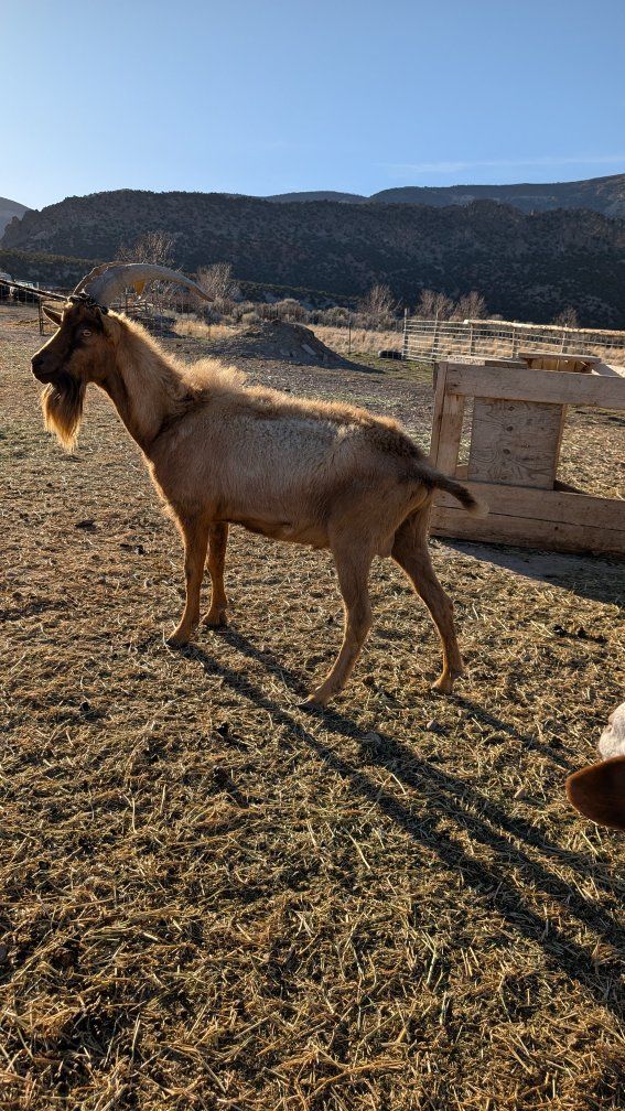 Alpine pack goat papered buck
