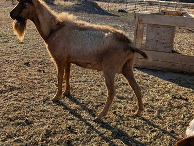 Alpine pack goat papered buck