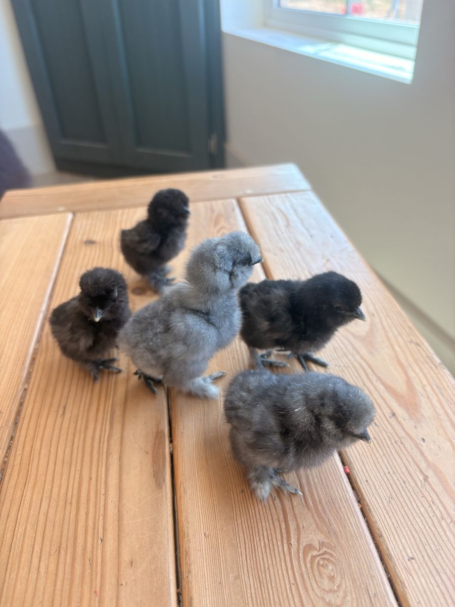 Silkie chicks