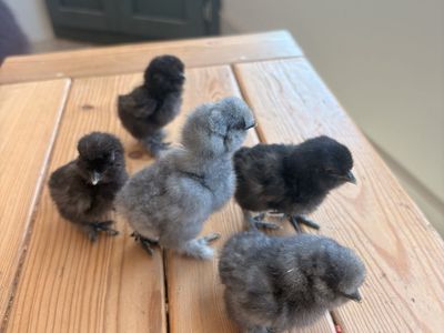 Silkie chicks