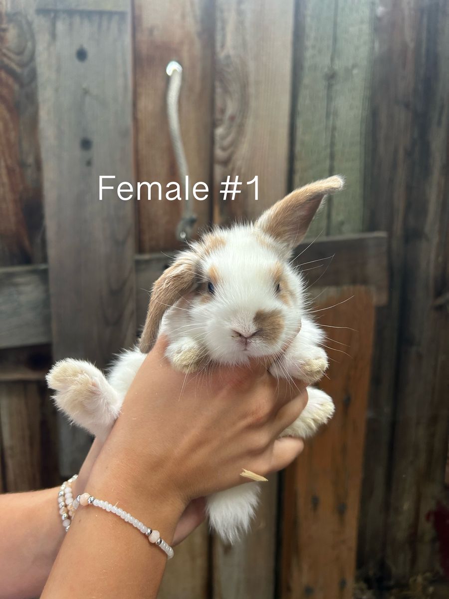 Baby Lop-Eared Rabbits (Males & Females Available)