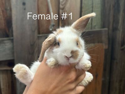 Baby Lop-Eared Rabbits (Males & Females Available)