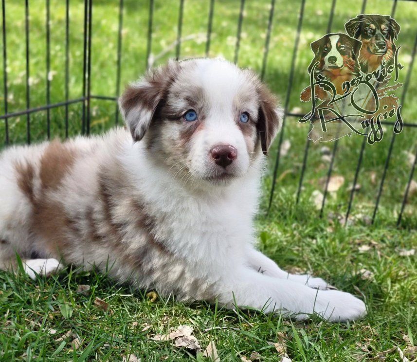 AKC (ASCA eligible) Australian Shepherds