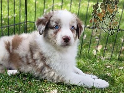 AKC (ASCA eligible) Australian Shepherds