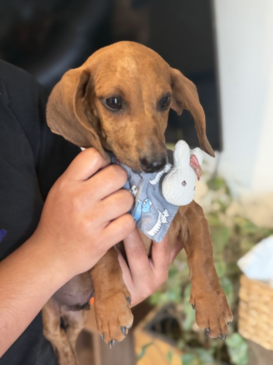 1 MALE dachshund puppy