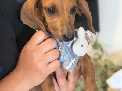 1 MALE dachshund puppy