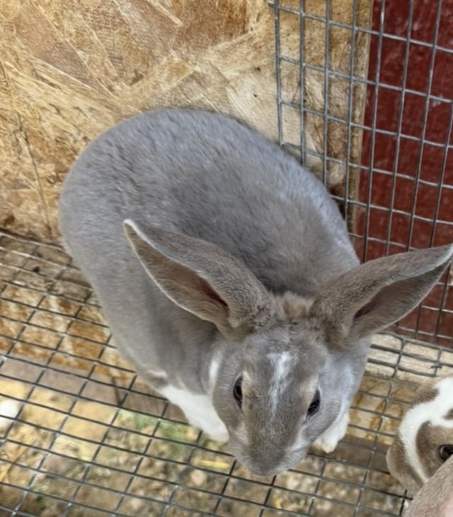 Standard Rex Bunnies