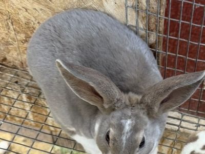 Standard Rex Bunnies