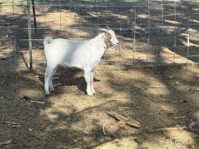 8 month old lamancha buck