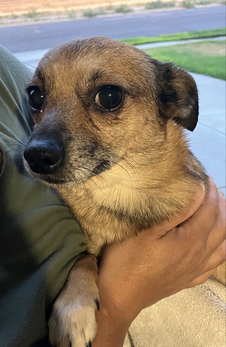Found dog