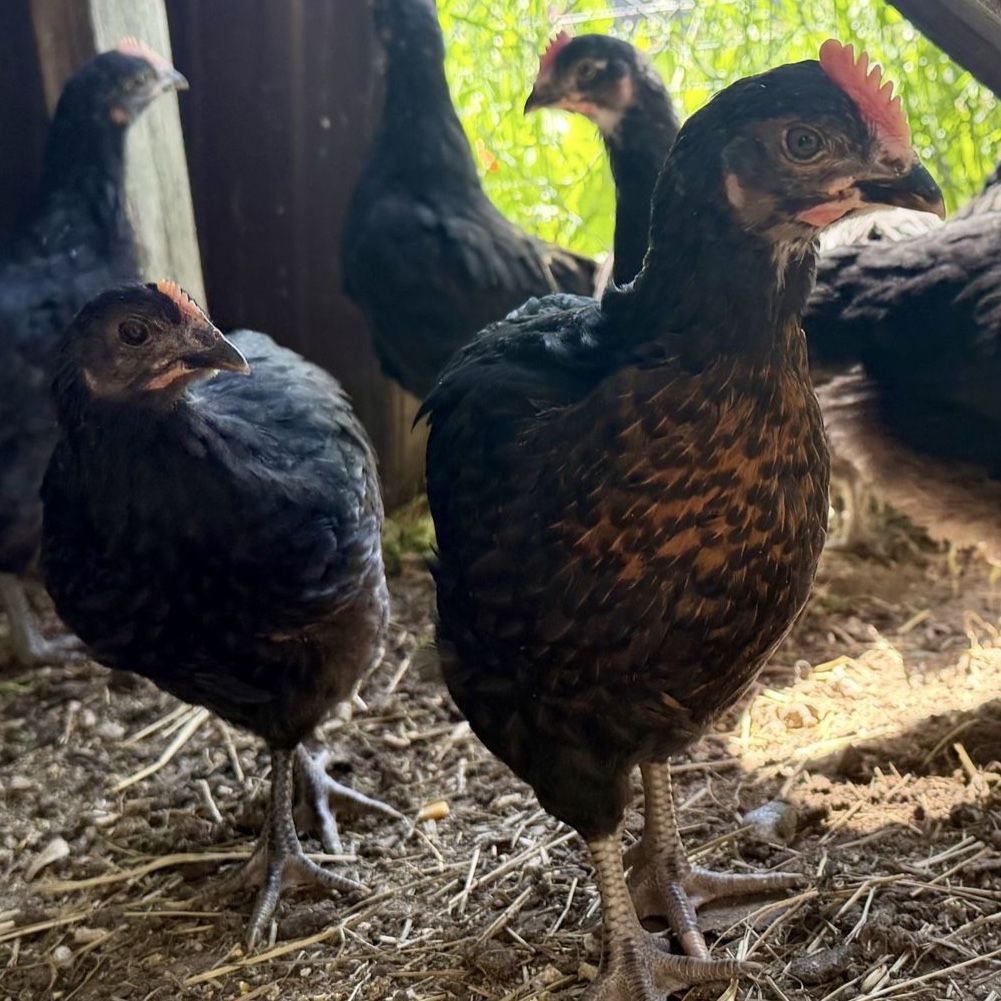 Barnyard Mix Chicks