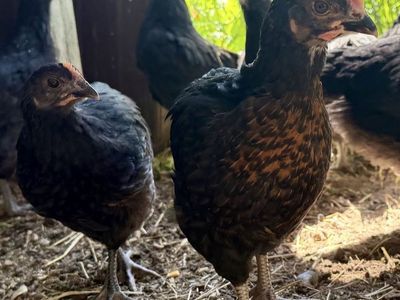 Barnyard Mix Chicks
