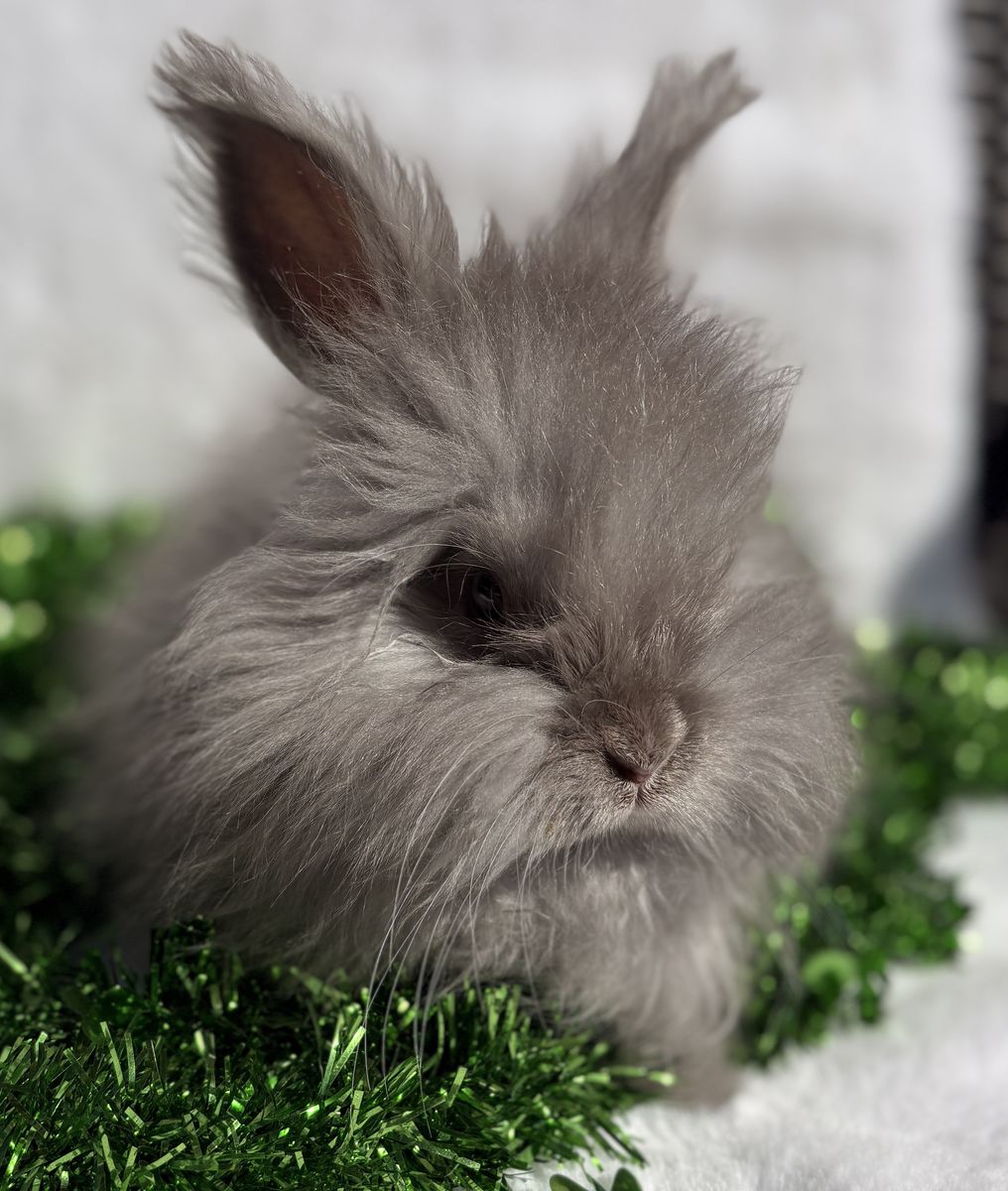 Pedigreed Lilac English Angora Buck Bunny Rabbit