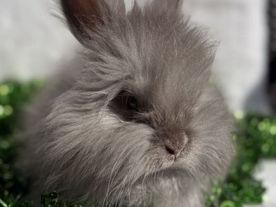 Pedigreed Lilac English Angora Buck Bunny Rabbit