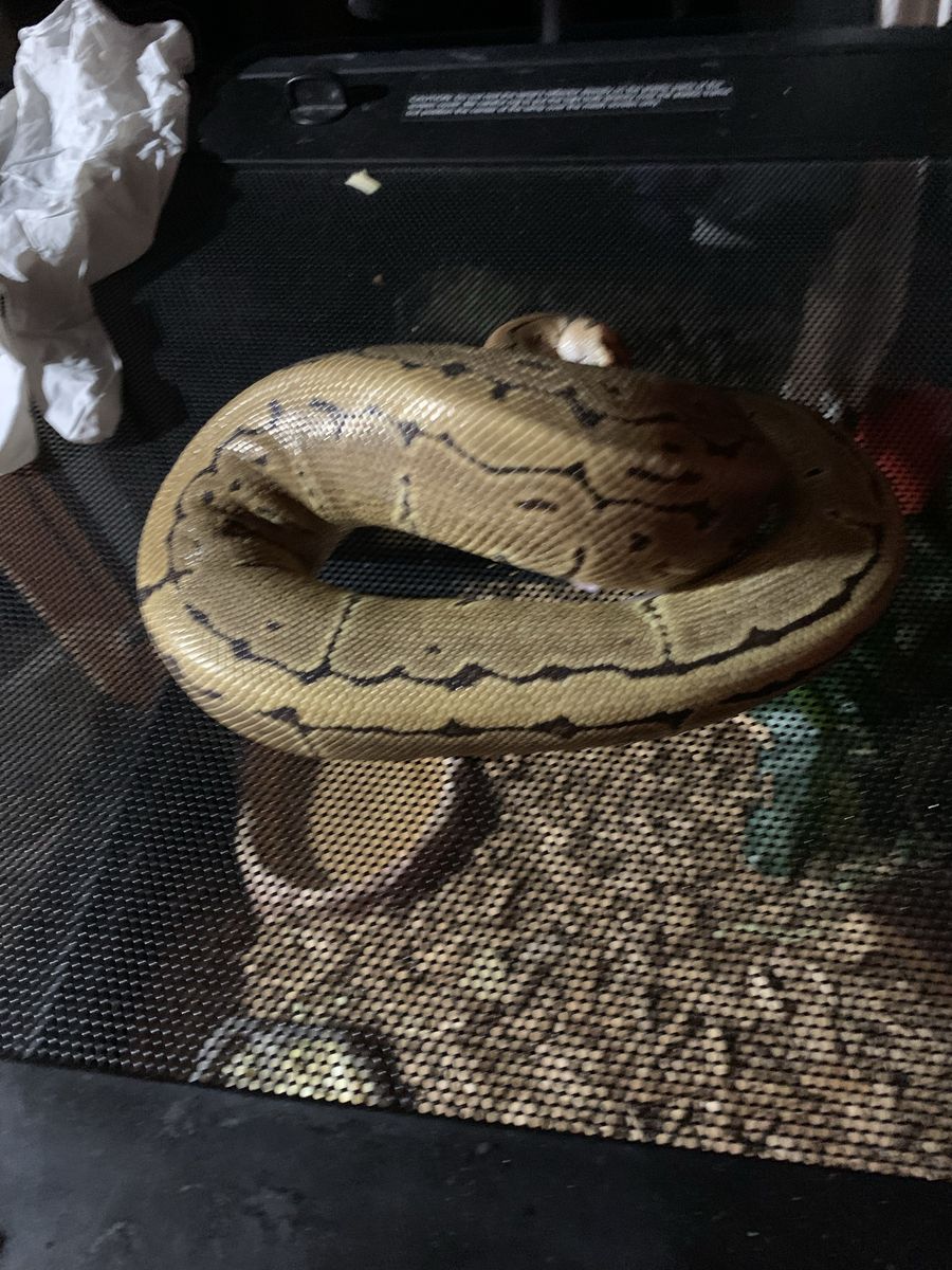 Pinstrip Ball Python