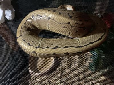 Pinstrip Ball Python