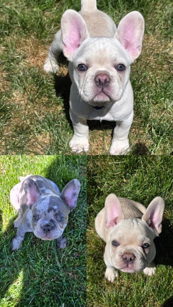 french bulldog dogs akc