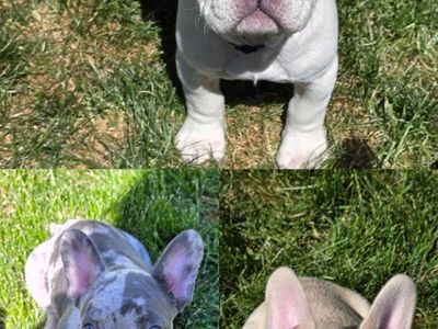 french bulldog dogs akc