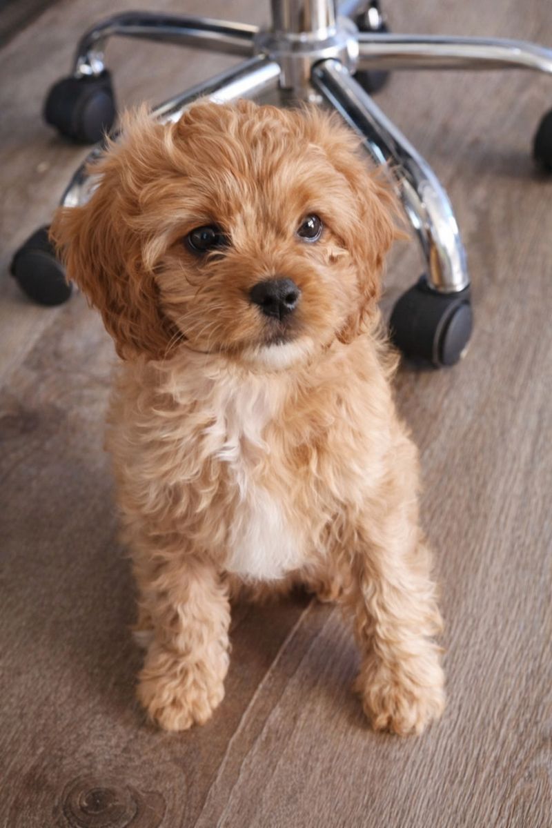 Cavapoo Puppies F1 Hypoallegenic Beauty
