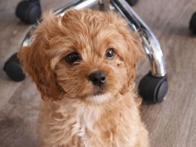 Cavapoo Puppies F1 Hypoallegenic Beauty
